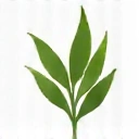 Natural ingredients badge icon representing organic and pure formulations
